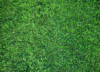 Fototapeta premium grass