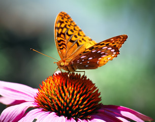 Furry Orange Butterfly on Pink Flower