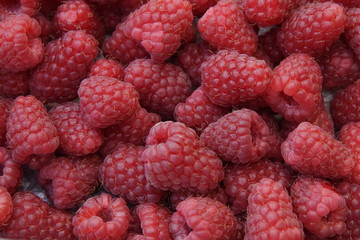 closeup detail of fresh raspberries freshly picked