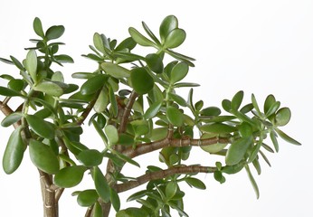 succulent plant