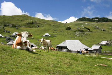 Le village de velika planina