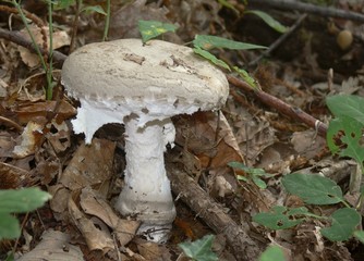 amanita solitaria
