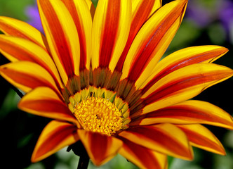 Gazanie, Mittagsgold, Gazania