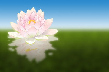 fleur de lotus avec reflets