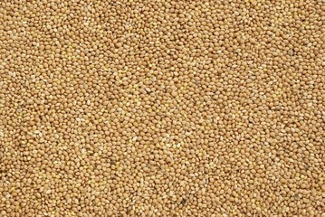 millet grains as food background