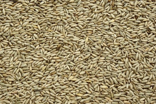 rye seeds