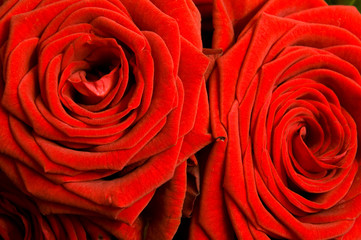 Close up of a pair of red roses