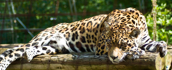 A Spotted Jaguar napping on some logs