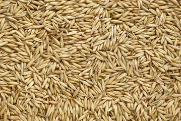 oat seeds