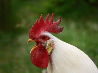 il canto del gallo