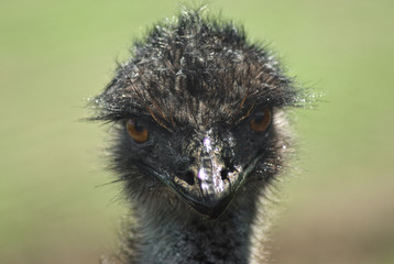A portrait of a emu