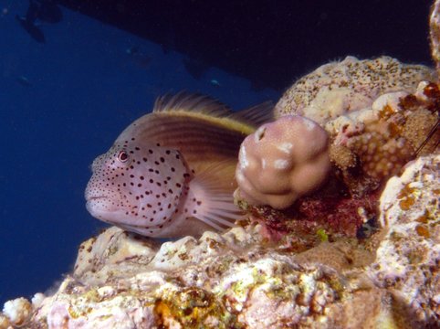 Gestreifter Korallenw&auml;chter (Paracirrhites forsteri)