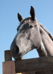portrait de cheval © loflo
