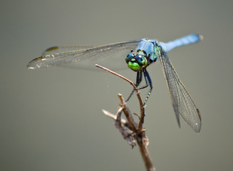 Blue Dragonfly Insect On Wood Branch