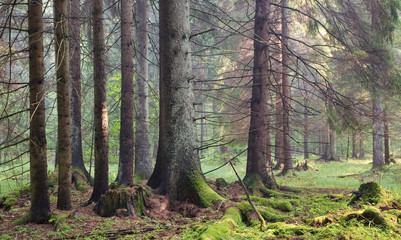 Group of spruce tree in sunset light
