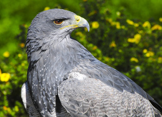 Grey eagle-bussara