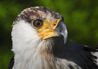 African fish eagle
