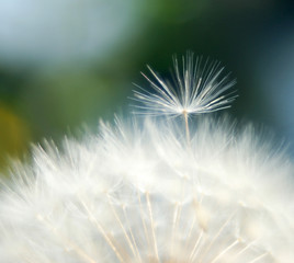 Dandelion with a single outstanding seed