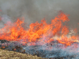 Fototapeta premium wild fire
