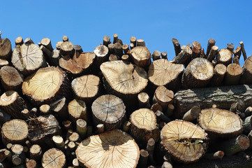 Legna 2 © Orlando Bellini