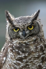 Eagle owl with large round yellow eyes and speckled feathers