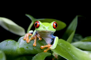 Crédence de cuisine en verre imprimé Grenouille frog in a plant isolated on solid black - a red-eyed tree frog
