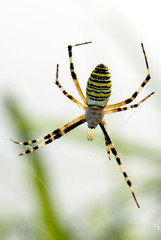 spider wasp female
