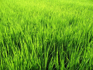Luscious green wheat field in Japan