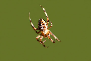portrait of a cross spider