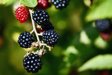 blackberries