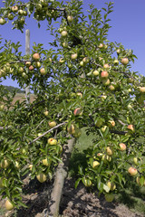 Pommier chargé de fruits