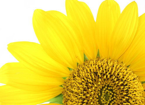 fresh yellow sunflower close up