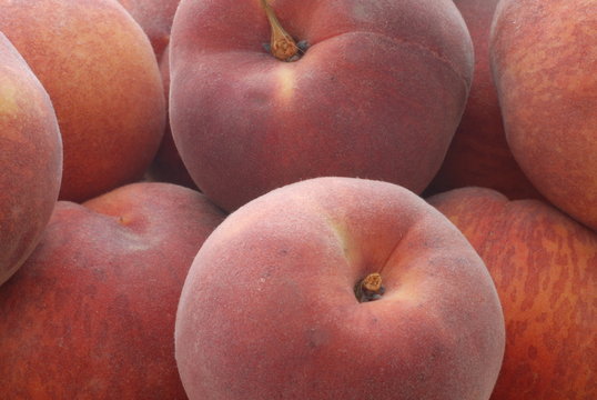 pesche