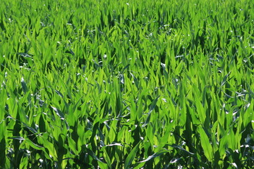Obraz premium Maisfeld