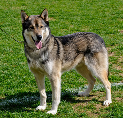 beautiful malamute dog posing at a dog show