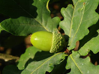 acorn