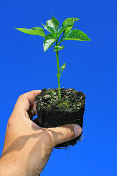 A young sapling plant (green pepper)