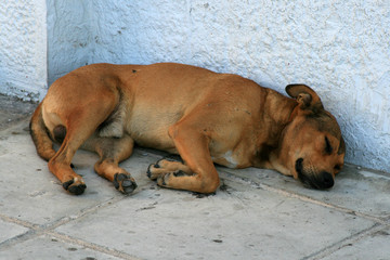 Erschöpfter Strassenhund