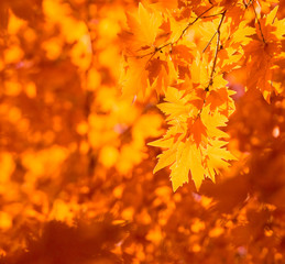 autumn leaves, very shallow focus