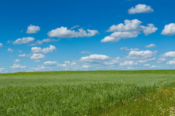 green field with blooming flowers and blue sky