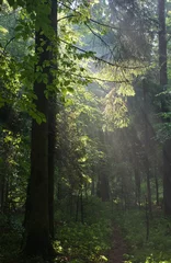 Fotobehang Misty forest at morning with illuminated spruce branch © Aleksander Bolbot