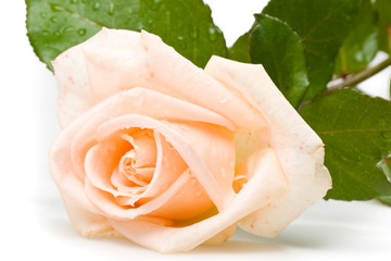 Pink rose with water drops on a white background