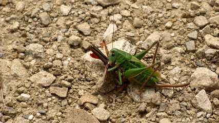 cannibalistic grasshopper