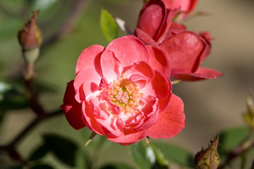A perfect pink rose growing in a garden