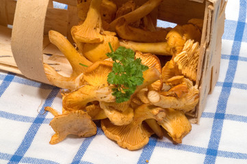 Frische Pfifferlinge