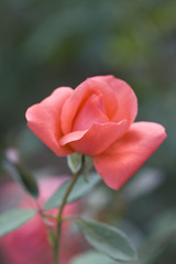 A perfect pink rose growing in a garden