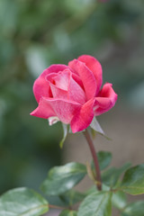 A perfect pink rose growing in a garden
