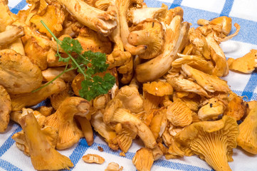 Frische Pfifferlinge