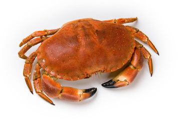Prepared crab on white background - obrazy, fototapety, plakaty