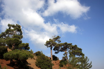 Obraz premium Green Trees on a hilltop with a blue sky with clouds background
